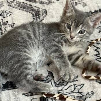 Rescue Domestic Short Hair Cats for Adoption in Inman, South Carolina - Mario | PetCurious