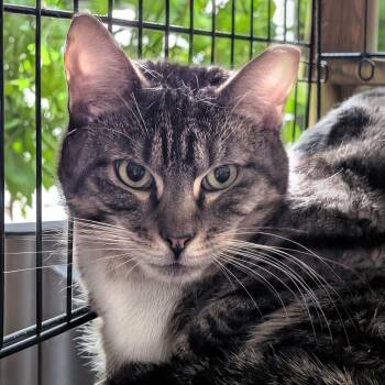 Milo -  Domestic Long Hair Cat for Adoption in New York, New York - Milo | PetCurious