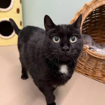 Little Debbie -  Domestic Short Hair Cat for Adoption in Pittsford, Vermont - Little Debbie | PetCurious