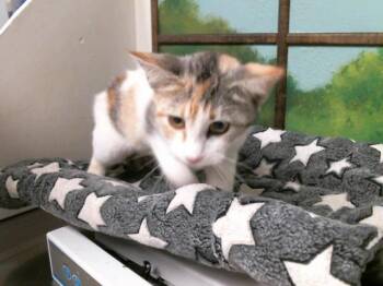 Domestic Short Hair Cats Available for Adoption in Houston, Texas - WENDIE | PetCurious