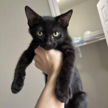 Anakin -  Domestic Short Hair Cat for Adoption in Houston, Texas - Anakin | PetCurious