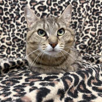 Neela -  Domestic Short Hair Cat for Adoption in Bear, Delaware - Neela | PetCurious