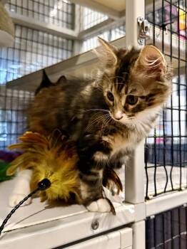 Jacinta 5.1.26 (prespay) -  Domestic Long Hair Cat for Adoption in Apopka, Florida - Jacinta 5.1.26 (prespay) | PetCurious