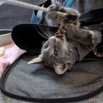Rescue Domestic Short Hair Cats for Adoption in Royal Oak, Michigan - Snooki | PetCurious