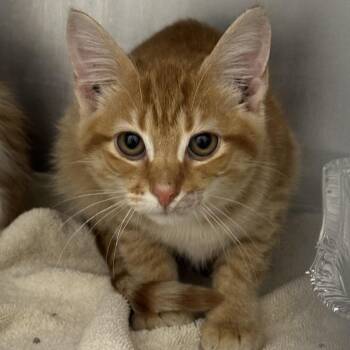 Miles -  Domestic Medium Hair Cat for Adoption in Matteson, Illinois - Miles | PetCurious