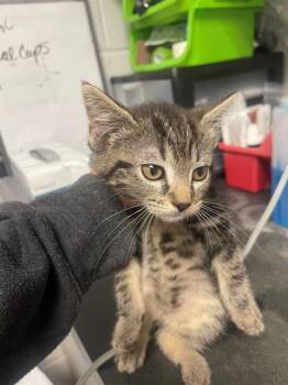 MAYUMI -  Domestic Short Hair Cat for Adoption in Easton, Maryland - MAYUMI | PetCurious