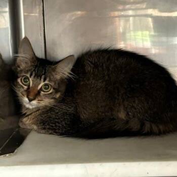 Sriracha -  Domestic Short Hair Cat for Adoption in Hawthorne, California - Sriracha | PetCurious