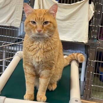 Gatocito -  Domestic Short Hair Cat for Adoption in Wilmington, Delaware - Gatocito | PetCurious