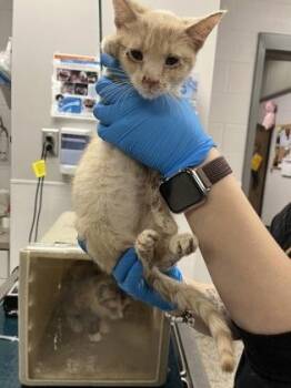 Domestic Short Hair Cats Available for Adoption - Cat 2 | PetCurious