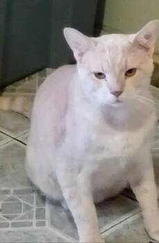 Rescue Domestic Short Hair Cats for Adoption in Warr Acres, Oklahoma - Finn | PetCurious