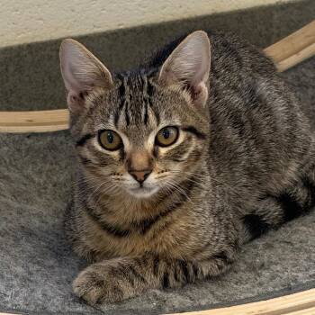 Dory -  Domestic Short Hair Cat for Adoption in Rocky Mount, Virginia - Dory | PetCurious