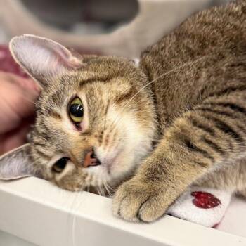 Domestic Short Hair Cats Available for Adoption - Stormy | PetCurious