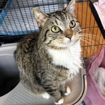 Domestic Short Hair Cats Available for Adoption in Fairway, Kansas - Lulu | PetCurious