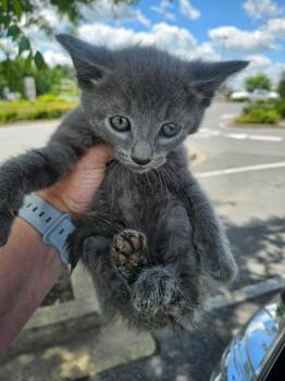 Earl Grey -  Domestic Short Hair Cat for Adoption in Johnson City, Tennessee - Earl Grey | PetCurious