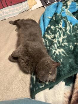 Domestic Short Hair Cats Available for Adoption - Blue | PetCurious