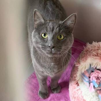 Adonis -  Domestic Short Hair Cat for Adoption in State College, Pennsylvania - Adonis | PetCurious