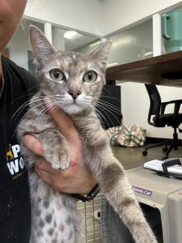 Emma -  Domestic Short Hair Cat for Adoption in Thousand Oaks, California - Emma | PetCurious