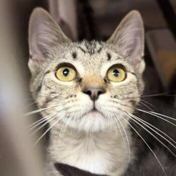 Abigail -  Domestic Short Hair Cat for Adoption in North Myrtle Beach, South Carolina - Abigail | PetCurious