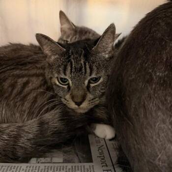 Camila -  Domestic Short Hair Cat for Adoption in Yucaipa, California - Camila | PetCurious