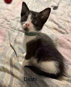 Dashi -  Domestic Short Hair Cat for Adoption in Safety Harbor, Florida - Dashi | PetCurious