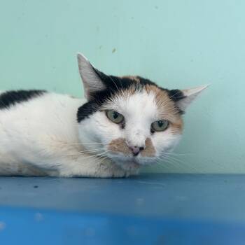 Rosalee -  Domestic Short Hair Cat for Adoption in West Point, Mississippi - Rosalee | PetCurious