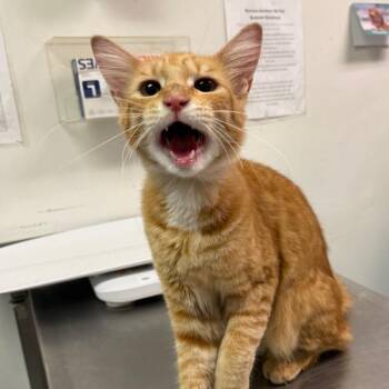 Uncle Fester -  Domestic Medium Hair Cat for Adoption in Charleston, West Virginia - Uncle Fester | PetCurious