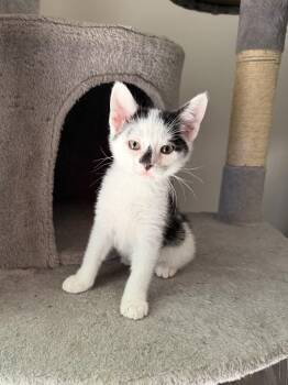 Jackie 2026-306 -  Manx Cat for Adoption in Winder, Georgia - Jackie 2026-306 | PetCurious