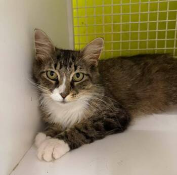 Scruffy -  Domestic Short Hair Cat for Adoption - Scruffy | PetCurious