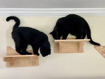 Rescue Domestic Short Hair Cats for Adoption in Wilmington, North Carolina - Ozzy & Lemmy | PetCurious