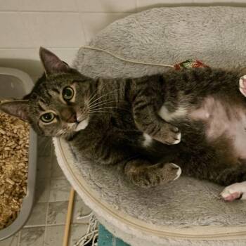 Domestic Short Hair Cats Available for Adoption in Tampa, Florida - Skylar | PetCurious