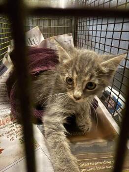ENOKI -  Domestic Short Hair Cat for Adoption in San Antonio, Texas - ENOKI | PetCurious