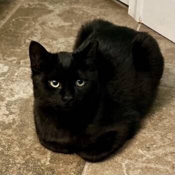 Newman -  Domestic Short Hair Cat for Adoption in Stafford, Virginia - Newman | PetCurious
