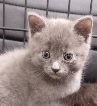 Domestic Short Hair Cats Available for Adoption in Hamilton, Ohio - Chris Bahng | PetCurious