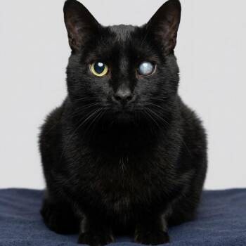 Boo 5456 -  Domestic Short Hair Cat for Adoption in Boca Raton, Florida - Boo 5456 | PetCurious