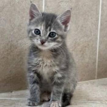 Melina -  Domestic Short Hair Cat for Adoption in West Palm Beach, Florida - Melina | PetCurious
