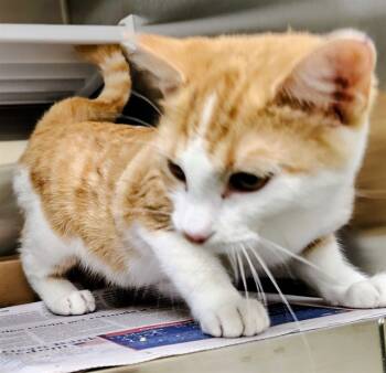 Rescue Domestic Short Hair Cats for Adoption in St. Louis, Missouri - DINAH | PetCurious