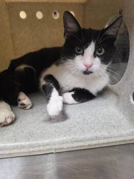 HOTLINE BLING -  Domestic Short Hair Cat Available for Adoption in Cookeville, Tennessee - HOTLINE BLING | PetCurious
