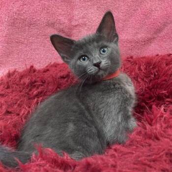 Domestic Short Hair Cats Available for Adoption in Hawthorne, California - Bleu | PetCurious