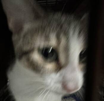 Domestic Short Hair Cats Available for Adoption in Des Moines, Iowa - Maeve | PetCurious