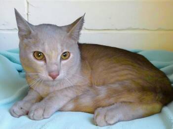 APRICOT -  Tabby and Domestic Short Hair Cat for Adoption in Pasadena, California - APRICOT | PetCurious