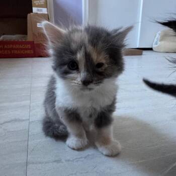 Meowly Cyrus -  Domestic Short Hair Cat for Adoption in Overland Park, Kansas - Meowly Cyrus | PetCurious