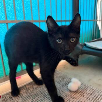 Meowchael -  Domestic Short Hair Cat for Adoption in Goleta, California - Meowchael | PetCurious