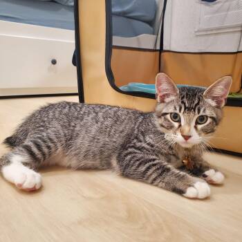 Mahi-Mahi & Mackerel (Bonded Pair) -  Domestic Short Hair Cat for Adoption in Davis, California - Mahi-Mahi & Mackerel (Bonded Pair) | PetCurious