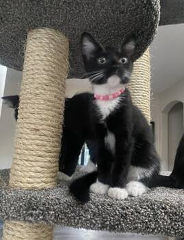 Sookie -  Domestic Short Hair Cat for Adoption in Brentwood, California - Sookie | PetCurious