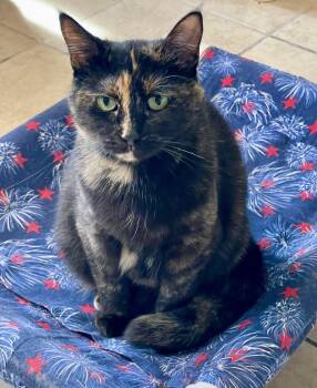 Rescue Tortoiseshell Cats for Adoption in Lacon, Illinois - Bella | PetCurious