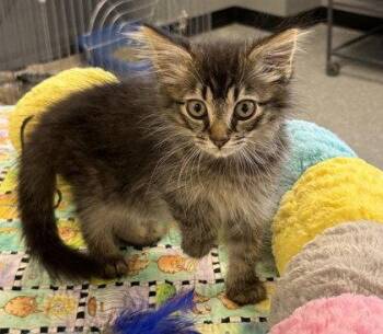 Nulo -  Domestic Medium Hair Cat for Adoption in Midland, Virginia - Nulo | PetCurious