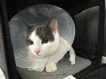 RURAL JUROR -  Domestic Short Hair Cat for Adoption in Boston, Massachusetts - RURAL JUROR | PetCurious