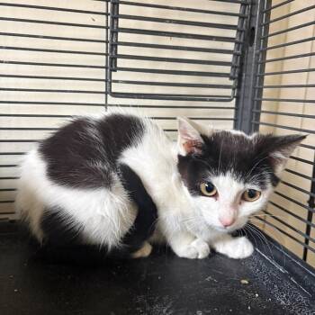 No name -  Domestic Short Hair Cat for Adoption in Grantsville, Utah - No Name | PetCurious