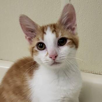 Rescue Domestic Short Hair Cats for Adoption in Grayslake, Illinois - Frankenstein | PetCurious