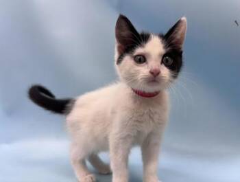 Bubble -  Domestic Short Hair Cat for Adoption in Woodbury, Minnesota - Bubble | PetCurious